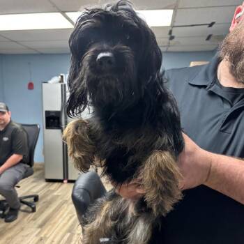 Shih Tzu and Mixed Breed Dogs Available for Adoption in Henderson, Kentucky - Oberyn | PetCurious