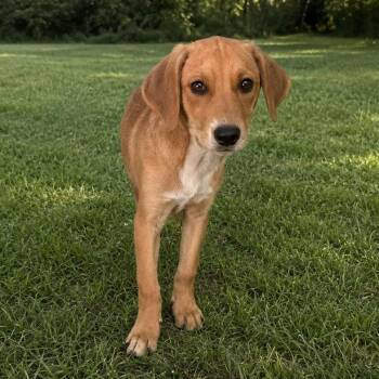 Beagle and American Foxhound Dogs Available for Adoption in Tulsa, Oklahoma - Ship | PetCurious