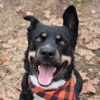 Rescue Rottweiler and Husky Dogs for Adoption in Fayetteville, Arkansas - Coal | PetCurious