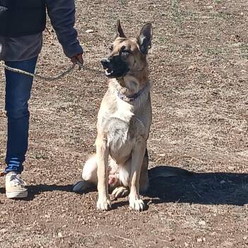 German Shepherd Dog Dogs Available for Adoption - FLETCHER   > Bleeding Heart Society | PetCurious