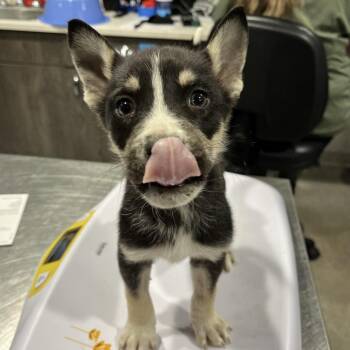 Catahoula Leopard Dog and Husky Dogs Available for Adoption in Tampa, Florida - Moss | PetCurious