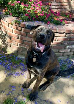 Rescue Cane Corso and Golden Retriever Dogs for Adoption in Los Angeles, California - Alfie | PetCurious