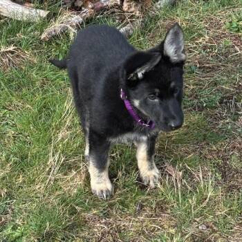German Shepherd Dog Dogs Available for Adoption - Weslynn | PetCurious