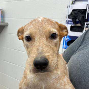 Pretzel -  Cattle Dog and Mixed Breed Dog for Adoption in Corpus Christi, Texas - Pretzel | PetCurious