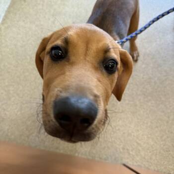 Appa -  Mixed Breed Dog for Adoption in Gloucester, Virginia - Appa | PetCurious
