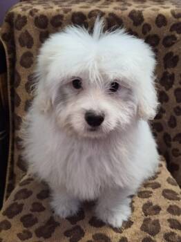 Bear -  Spaniel and Poodle Dog for Adoption in Phelan, California - Bear | PetCurious