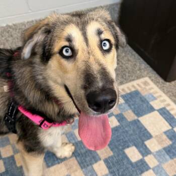 Lobo -  Husky and Mixed Breed Dog for Adoption in Falls Church, Virginia - Lobo | PetCurious