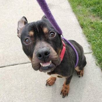 American Staffordshire Terrier Dogs Available for Adoption in Grand Rapids, Michigan - Yahtzee | PetCurious