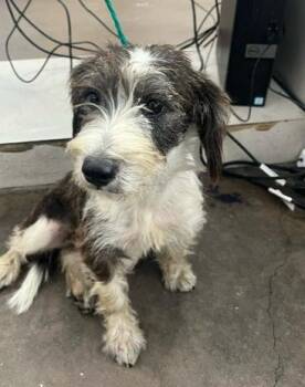 STARFISH -  Mixed Breed Dog for Adoption in Dallas, Texas - STARFISH | PetCurious
