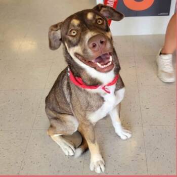 Woody -  Mixed Breed Dog for Adoption in Wilsall, Montana - Woody | PetCurious