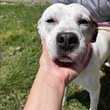 Pit Bull Terrier Dogs Available for Adoption in Rock Falls, Illinois - Indy | PetCurious