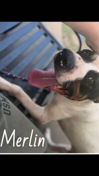 Rescue Mixed Breed Dogs for Adoption in Denison, Texas - Merlin | PetCurious