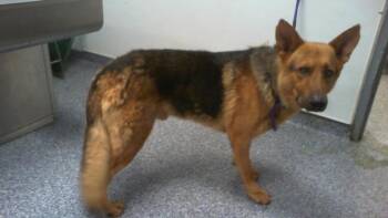 A1267320 -  German Shepherd Dog Dog for Adoption in Charlotte, North Carolina - A1267320 | PetCurious