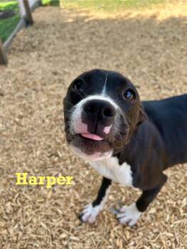 Rescue Mixed Breed Dogs for Adoption in Spring, Texas - Harper | PetCurious