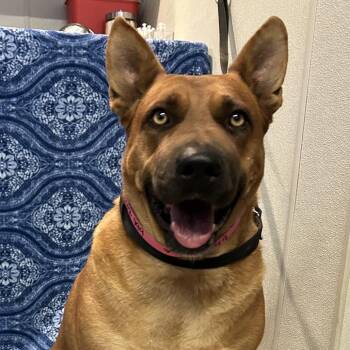 IVHS-Stray-142499 -  Pit Bull Terrier and Chow Chow Dog for Adoption in San Gabriel, California - IVHS-Stray-142499 | PetCurious