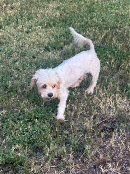 Chance -  Yorkie Poo Dog for Adoption in Garland, Texas - Chance | PetCurious