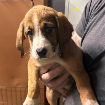 Maggie -  Hound and Shepherd Dog for Adoption in Albany, New York - Maggie | PetCurious