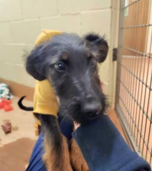 Terrier and Doberman Pinscher Dogs Available for Adoption in Kennewick, Washington - Aubree | PetCurious