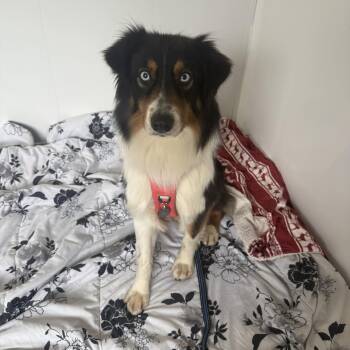 Australian Shepherd Dogs Available for Adoption - Callie | PetCurious