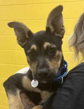 Labrador Retriever Dogs Available for Adoption in Golden, Colorado - Noel | PetCurious