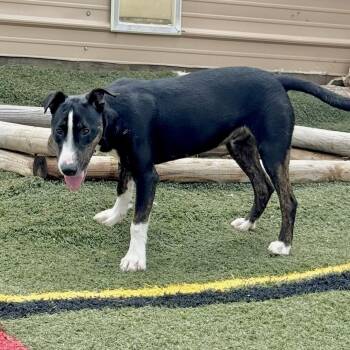 Rescue Bull Terrier Dogs for Adoption in Longview, Texas - Mr. Clean | PetCurious