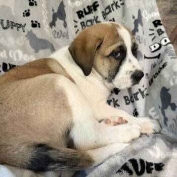 Machiato -  Great Pyrenees and Boxer Dog for Adoption in Sequatchie, Tennessee - Machiato | PetCurious