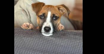 Mixed Breed and Boxer Dogs Available for Adoption in Thompson, Pennsylvania - KARA | PetCurious