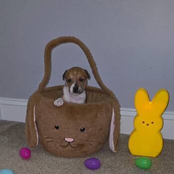 Mixed Breed Dogs Available for Adoption in Aberdeen, North Carolina - Marie | PetCurious