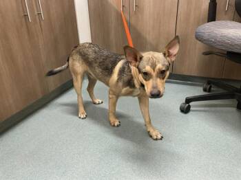 BOLOGNA -  German Shepherd Dog and Labrador Retriever Dog for Adoption in Baytown, Texas - BOLOGNA | PetCurious