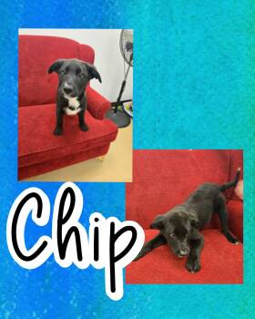 Labrador Retriever and Border Collie Dogs Available for Adoption - Chip | PetCurious