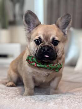 Leo -  French Bulldog Dog for Adoption - Leo | PetCurious
