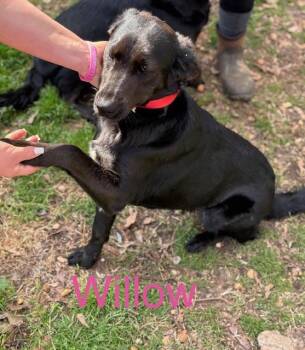 Retriever Dogs Available for Adoption - Willow | PetCurious