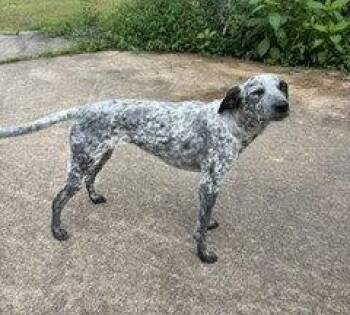 Litty -  Pointer Dog for Adoption in Candler, North Carolina - Litty | PetCurious
