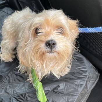 Icefern -  Mixed Breed Dog for Adoption in Philadelphia, Pennsylvania - Icefern | PetCurious