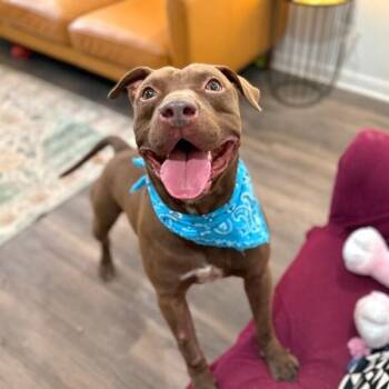 American Staffordshire Terrier and Pit Bull Terrier Dogs Available for Adoption - Ernie Sploots For You | PetCurious