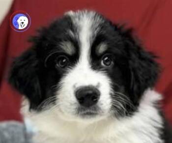 Great Pyrenees and Australian Shepherd Dogs Available for Adoption - Otis | PetCurious