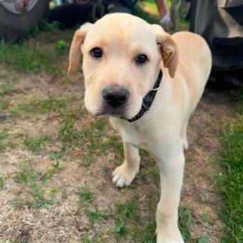 Ritz -  Mixed Breed Dog for Adoption in Plainfield, Illinois - Ritz | PetCurious