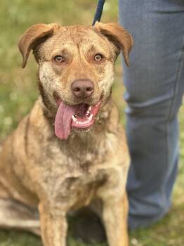 Chesapeake Bay Retriever Dogs Available for Adoption in Meherrin, Virginia - Izzy | PetCurious