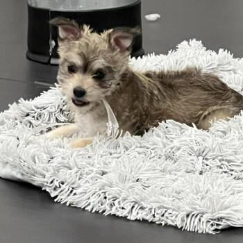 Chihuahua and Terrier Dogs Available for Adoption in Bend, Oregon - Skittles | PetCurious