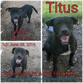 Mixed Breed Dogs Available for Adoption - Titus | PetCurious