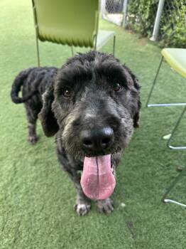 Labradoodle Dogs Available for Adoption in Upper Township, New Jersey - Dixie | PetCurious