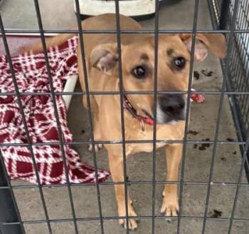Tonka -  Hound and Mixed Breed Dog for Adoption in Bowling Green, Kentucky - Tonka | PetCurious