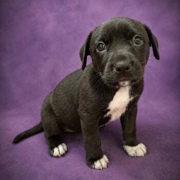 Labrador Retriever and Hound Dogs Available for Adoption in Heber Springs, Arkansas - Summer | PetCurious