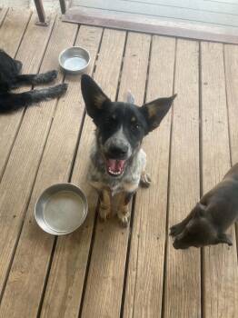 Australian Cattle Dog Blue Heeler Dogs Available for Adoption in Uxbridge, Massachusetts - Eddie | PetCurious