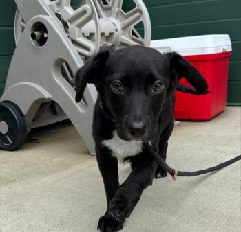 Labrador Retriever and Mixed Breed Dogs Available for Adoption in Leesburg, Virginia - KIT | PetCurious