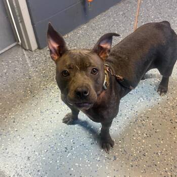TUSC-Stray-85497 -  Pit Bull Terrier Dog for Adoption in Tuscaloosa, Alabama - TUSC-Stray-85497 | PetCurious