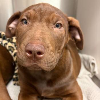 Chocolate Labrador Retriever and Pit Bull Terrier Dogs Available for Adoption - Cocoa | PetCurious
