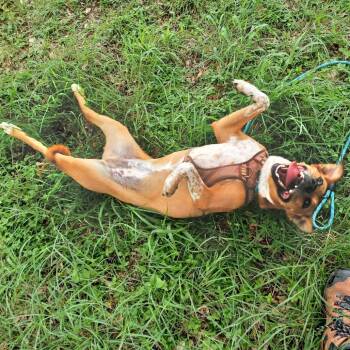 Ahsoka -  Catahoula Leopard Dog Dog for Adoption in Colorado Springs, Colorado - Ahsoka | PetCurious