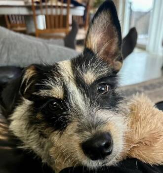 Jack Russell Terrier Dogs Available for Adoption - Lyla | PetCurious