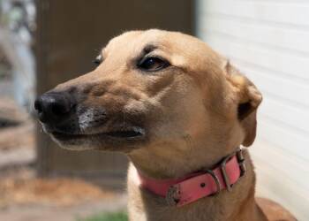 Greyhound Dogs Available for Adoption - Mills | PetCurious
